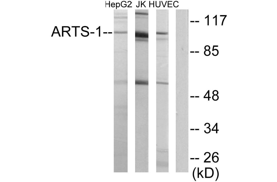 Western Blot - Anti-ARTS-1 Antibody (C11786) - Antibodies.com
