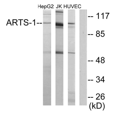 Western Blot - Anti-ARTS-1 Antibody (C11786) - Antibodies.com