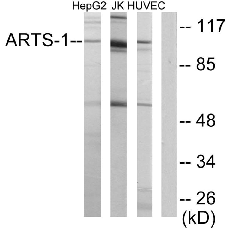 Western Blot - Anti-ARTS-1 Antibody (C11786) - Antibodies.com