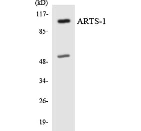 Western Blot - Anti-ARTS-1 Antibody (R12-2512) - Antibodies.com