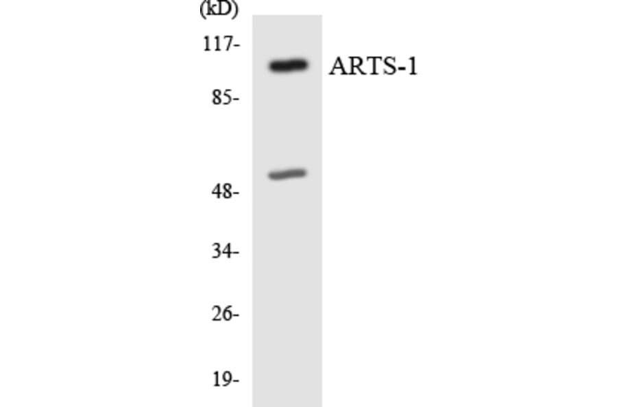 Western Blot - Anti-ARTS-1 Antibody (R12-2512) - Antibodies.com
