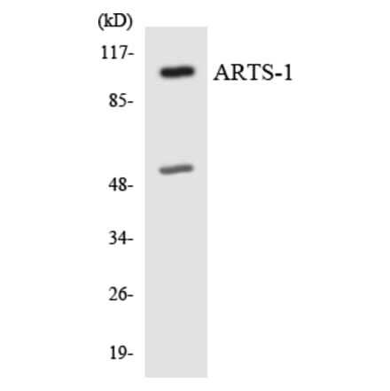 Western Blot - Anti-ARTS-1 Antibody (R12-2512) - Antibodies.com