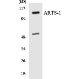 Western Blot - Anti-ARTS-1 Antibody (R12-2512) - Antibodies.com