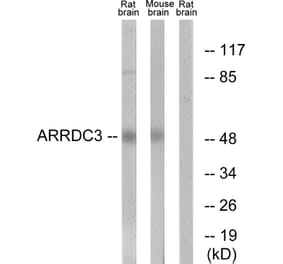Western Blot - Anti-ARRDC3 Antibody (C12061) - Antibodies.com