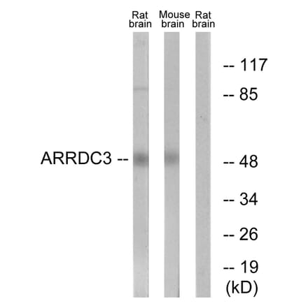 Western Blot - Anti-ARRDC3 Antibody (C12061) - Antibodies.com