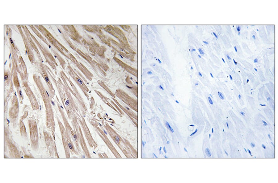 Immunohistochemistry - Anti-ARPP21 Antibody (C14899) - Antibodies.com