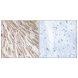 Immunohistochemistry - Anti-ARPP21 Antibody (C14899) - Antibodies.com