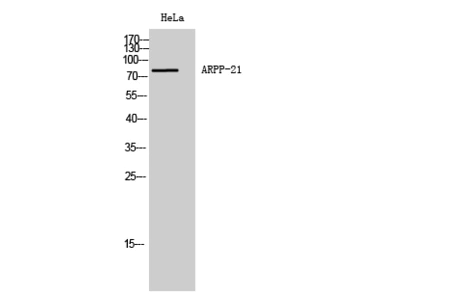 Western Blot - Anti-ARPP21 Antibody (C14899) - Antibodies.com