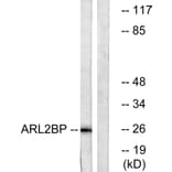 Western Blot - Anti-ARL2BP Antibody (C14350) - Antibodies.com