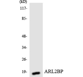 Western Blot - Anti-ARL2BP Antibody (R12-2508) - Antibodies.com