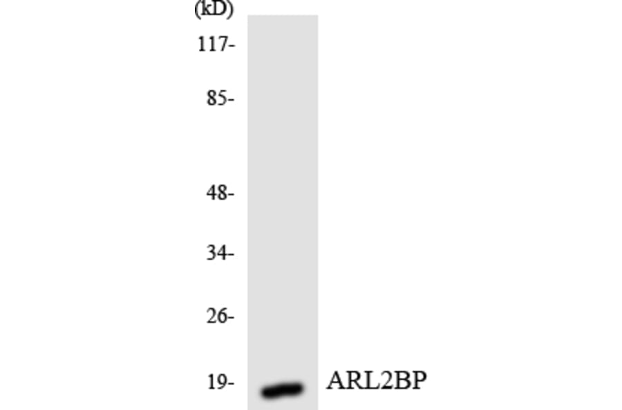 Western Blot - Anti-ARL2BP Antibody (R12-2508) - Antibodies.com