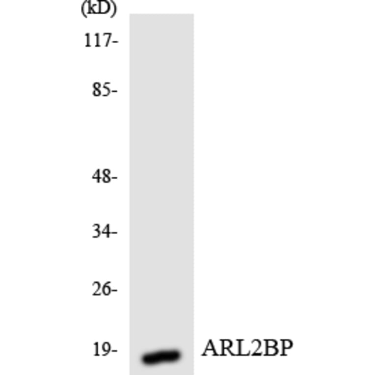 Western Blot - Anti-ARL2BP Antibody (R12-2508) - Antibodies.com