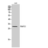 Western Blot - Anti-ANP32B Antibody (C14238) - Antibodies.com