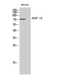 Western Blot - Anti-AKAP10 Antibody (C10110) - Antibodies.com