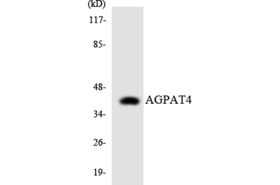 Western Blot - Anti-AGPAT4 Antibody (R12-2461) - Antibodies.com