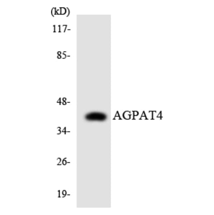 Western Blot - Anti-AGPAT4 Antibody (R12-2461) - Antibodies.com