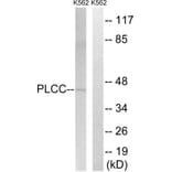 Western Blot - Anti-AGPAT3 Antibody (C14008) - Antibodies.com
