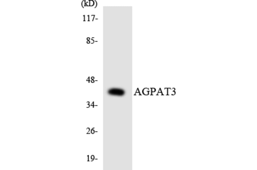 Western Blot - Anti-AGPAT3 Antibody (R12-2460) - Antibodies.com