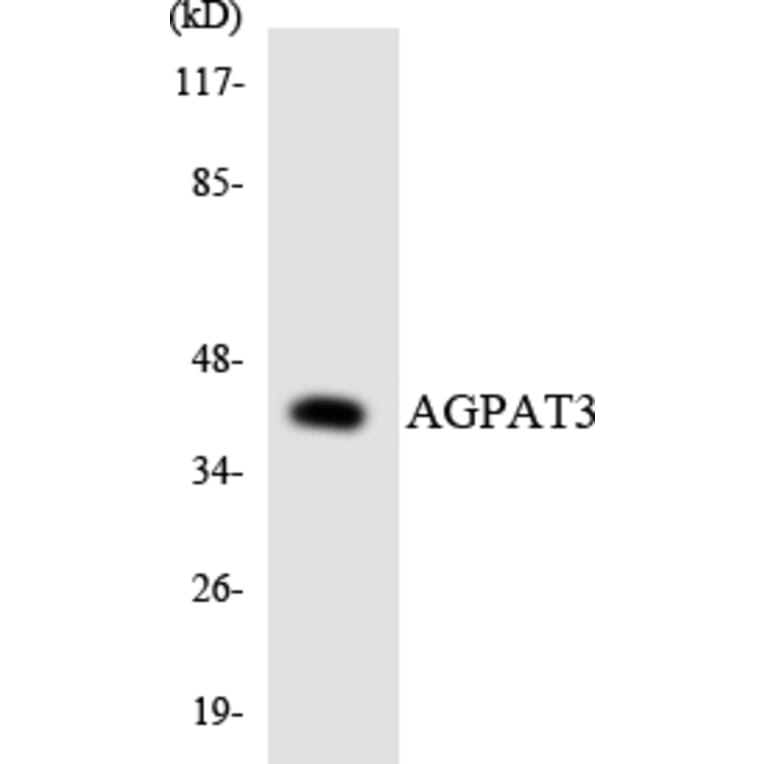 Western Blot - Anti-AGPAT3 Antibody (R12-2460) - Antibodies.com