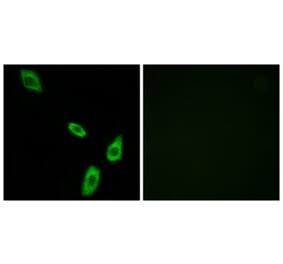 Immunofluorescence - Anti-ADRA1B Antibody (G024) - Antibodies.com