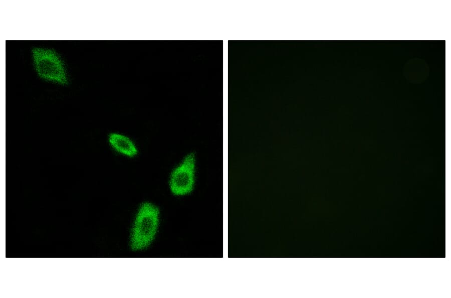 Immunofluorescence - Anti-ADRA1B Antibody (G024) - Antibodies.com