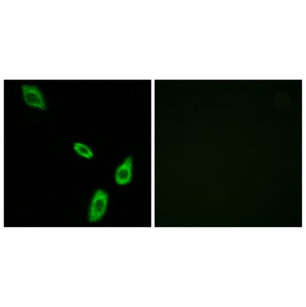 Immunofluorescence - Anti-ADRA1B Antibody (G024) - Antibodies.com