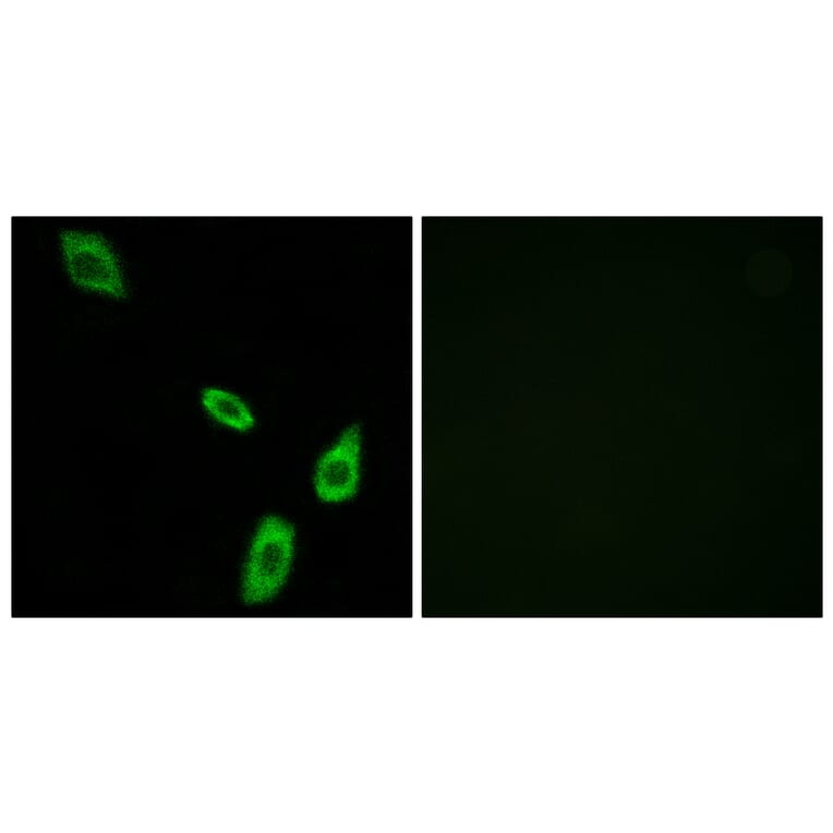 Immunofluorescence - Anti-ADRA1B Antibody (G024) - Antibodies.com