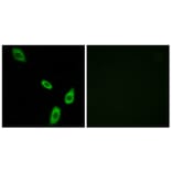 Immunofluorescence - Anti-ADRA1B Antibody (G024) - Antibodies.com