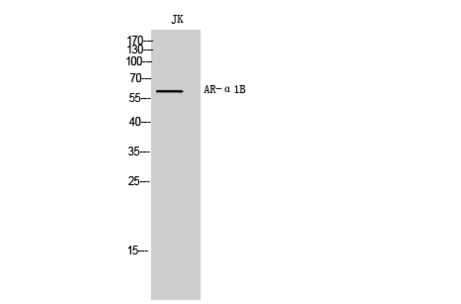 Western Blot - Anti-ADRA1B Antibody (G024) - Antibodies.com