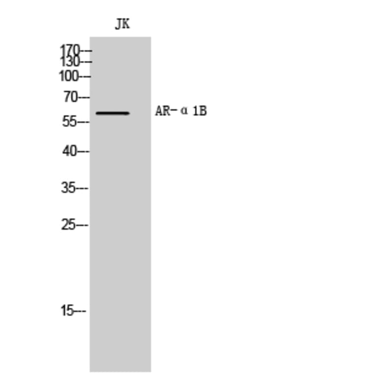Western Blot - Anti-ADRA1B Antibody (G024) - Antibodies.com