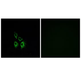 Immunofluorescence - Anti-ADRA1A Antibody (G025) - Antibodies.com