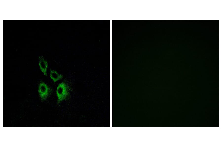 Immunofluorescence - Anti-ADRA1A Antibody (G025) - Antibodies.com