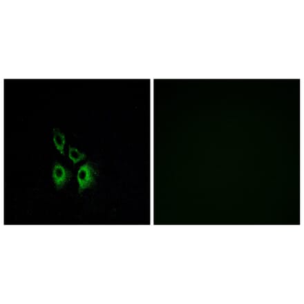 Immunofluorescence - Anti-ADRA1A Antibody (G025) - Antibodies.com