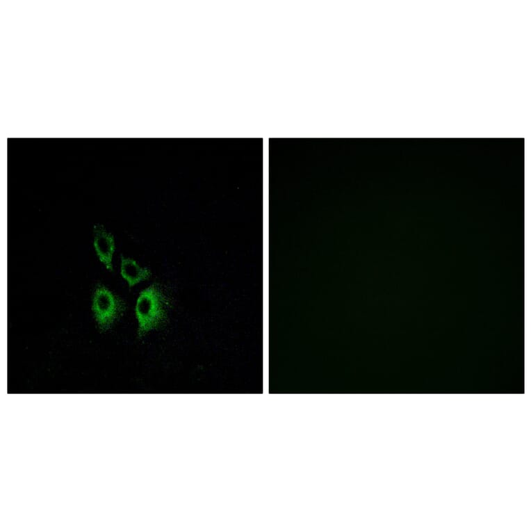 Immunofluorescence - Anti-ADRA1A Antibody (G025) - Antibodies.com