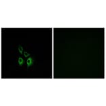 Immunofluorescence - Anti-ADRA1A Antibody (G025) - Antibodies.com