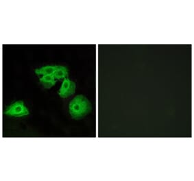 Immunofluorescence - Anti-ADORA3 Antibody (G204) - Antibodies.com
