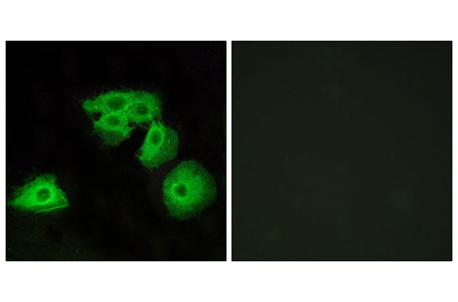 Immunofluorescence - Anti-ADORA3 Antibody (G204) - Antibodies.com