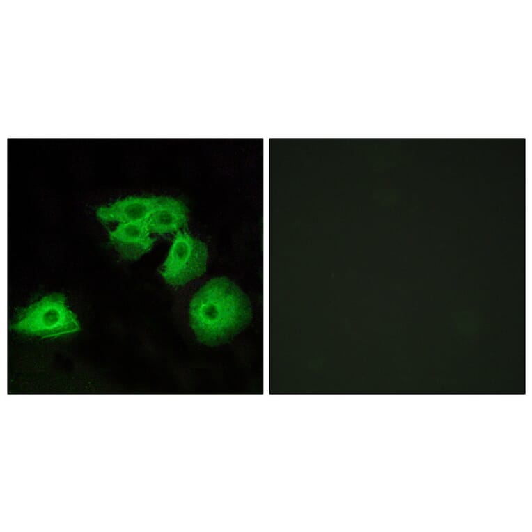 Immunofluorescence - Anti-ADORA3 Antibody (G204) - Antibodies.com