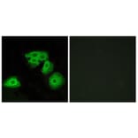 Immunofluorescence - Anti-ADORA3 Antibody (G204) - Antibodies.com