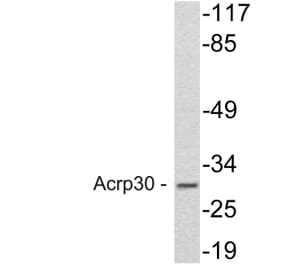 Western Blot - Anti-Acrp30 Antibody (R12-2011) - Antibodies.com