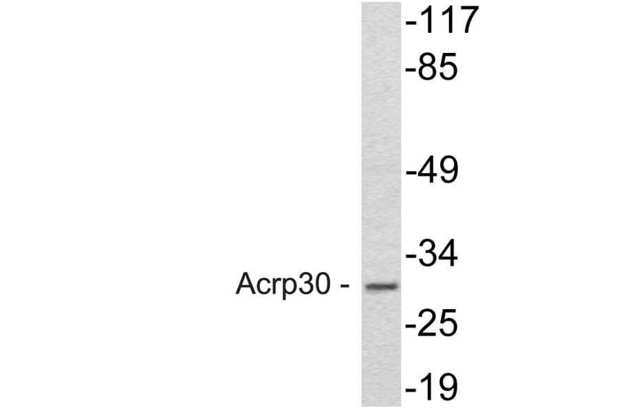 Western Blot - Anti-Acrp30 Antibody (R12-2011) - Antibodies.com