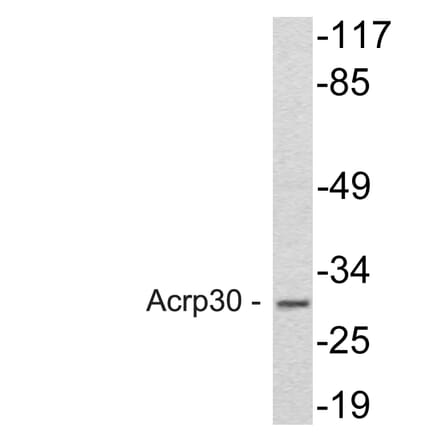 Western Blot - Anti-Acrp30 Antibody (R12-2011) - Antibodies.com