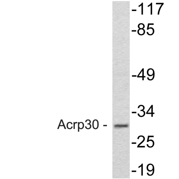 Western Blot - Anti-Acrp30 Antibody (R12-2011) - Antibodies.com