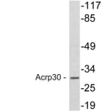 Western Blot - Anti-Acrp30 Antibody (R12-2011) - Antibodies.com