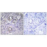 Immunohistochemistry - Anti-ABHD12 Antibody (C14209) - Antibodies.com