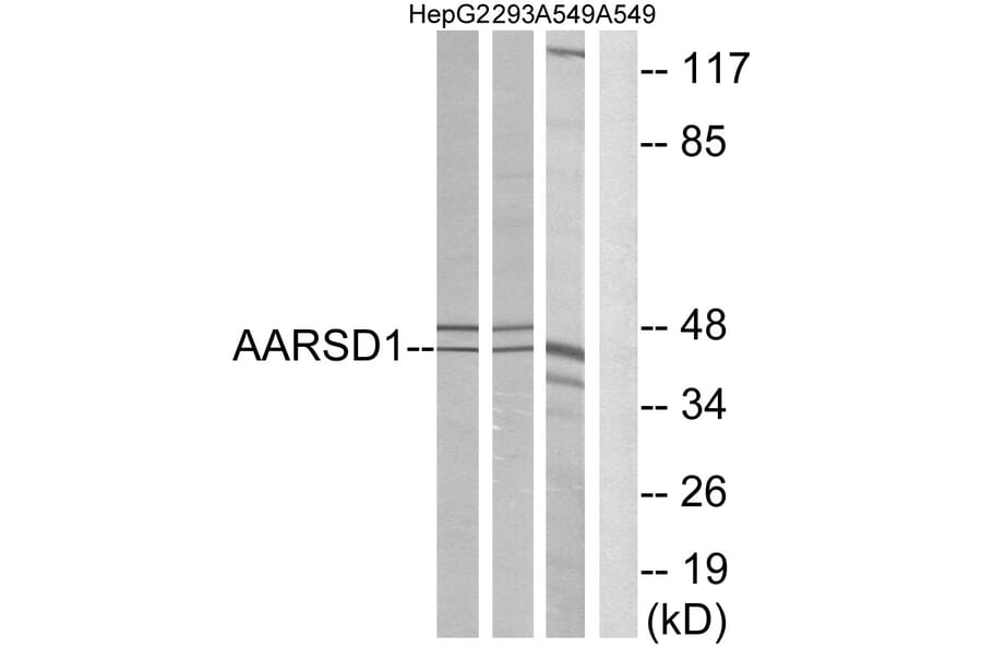 Western Blot - Anti-AARSD1 Antibody (C14374) - Antibodies.com