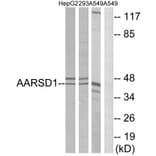 Western Blot - Anti-AARSD1 Antibody (C14374) - Antibodies.com