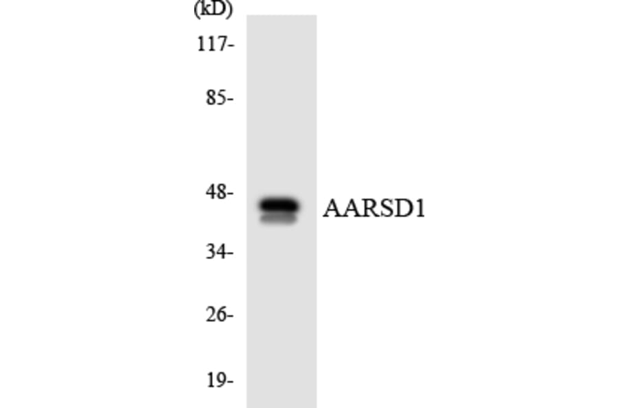 Western Blot - Anti-AARSD1 Antibody (R12-2423) - Antibodies.com