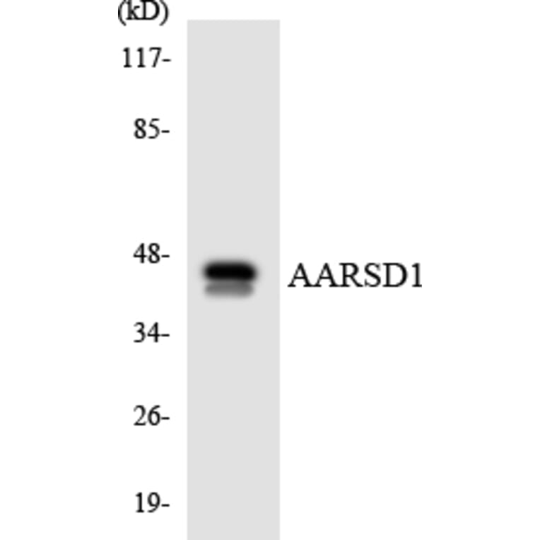 Western Blot - Anti-AARSD1 Antibody (R12-2423) - Antibodies.com