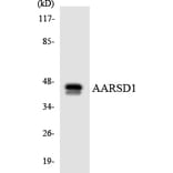 Western Blot - Anti-AARSD1 Antibody (R12-2423) - Antibodies.com